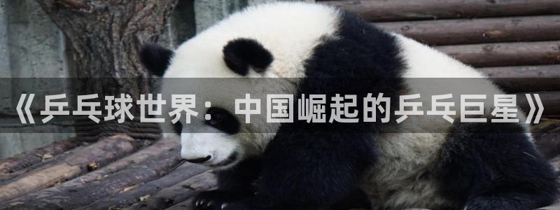 足球世界杯2026：《乒乓球世界：中国崛起的乒乓巨星》